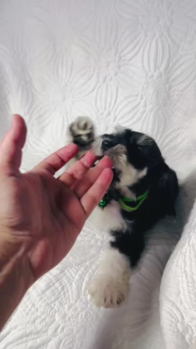 Molly , a female Miniature Schnauzer for sale in Terrell, TX – 7 of 8