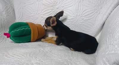 Telly , a male Chihuahua for sale in Terrell, TX – 6 of 6