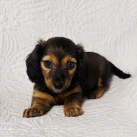 Dolly , a female Miniature Dachshund for sale in Terrell, TX – 6 of 7