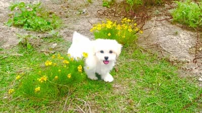 Charlie , a male Maltipoo for sale in Terrell, TX – 7 of 7