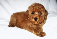 Redford , a male Cockapoo for sale in Terrell, TX – 2 of 3