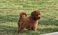 Tara, a female Miniature Goldendoodle for sale in Terrell, TX – 4 of 10