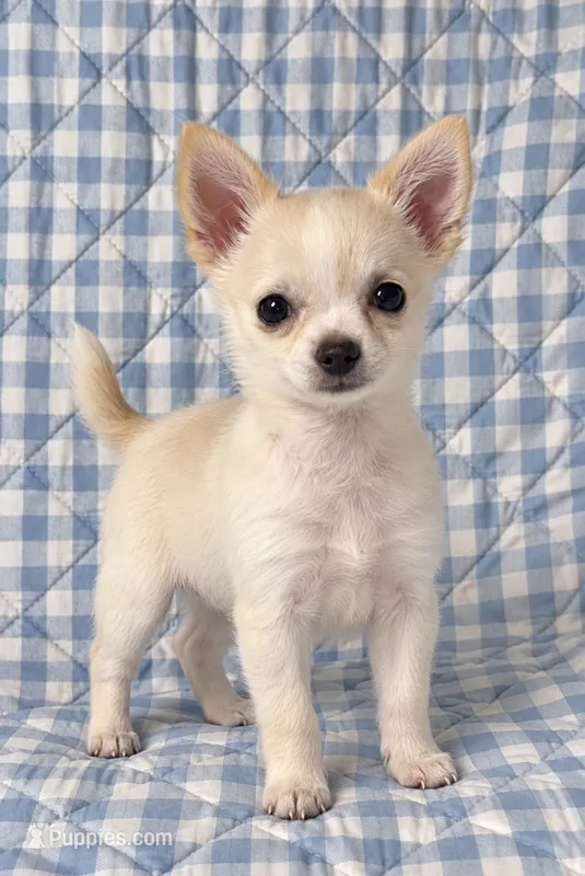 Tipper – Chihuahua puppy for sale in Terrell, TX