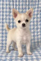 Tipper, a male Chihuahua for sale in Terrell, TX – 1 of 6