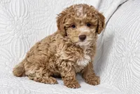 Duncan , a male Cockapoo for sale in Terrell, TX – 3 of 6