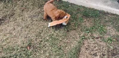 Tara, a female Miniature Goldendoodle for sale in Terrell, TX – 10 of 10