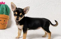 Princess, a female Chihuahua for sale in Terrell, TX – 1 of 10