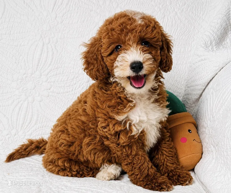 Rosie  – Cockapoo puppy for sale in Terrell, TX