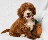 Rosie , a female Cockapoo for sale in Terrell, TX – 1 of 7