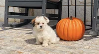Abby , a female Shihpoo for sale in Terrell, TX – 4 of 10