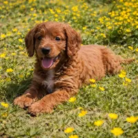 Kobe, a male Cockapoo for sale in Terrell, TX – Photo 2 of 4