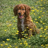 Kobe, a male Cockapoo for sale in Terrell, TX – Photo 1 of 4
