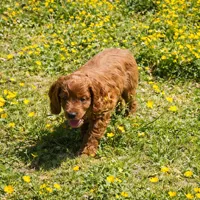 Kobe, a male Cockapoo for sale in Terrell, TX – Photo 3 of 4