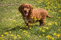 Kobe, a male Cockapoo for sale in Terrell, TX – Photo 4 of 4