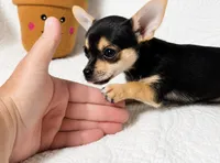 Princess, a female Chihuahua for sale in Terrell, TX – 5 of 10