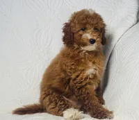 Cindy , a female Cockapoo for sale in Terrell, TX – 2 of 9