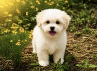 Charlie , a male Maltipoo for sale in Terrell, TX – 2 of 7