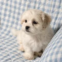 Tyson , a male Shihpoo for sale in Terrell, TX – 5 of 8