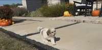 Cupcake , a female Shihpoo for sale in Terrell, TX – 6 of 9