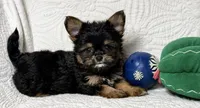 Tilly , a female Yorkshire Terrier and Chorkie for sale in Terrell, TX – 3 of 4