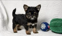 Tilly , a female Yorkshire Terrier and Chorkie for sale in Terrell, TX – 2 of 4