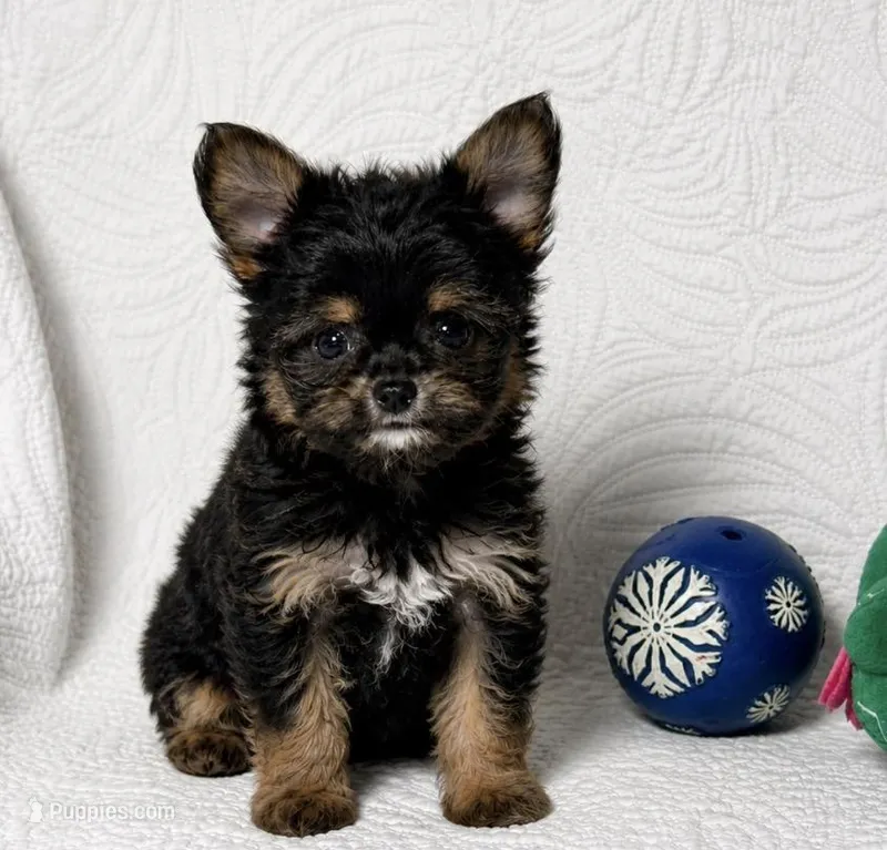 Tilly  – Yorkshire Terrier, Chorkie puppy for sale in Terrell, TX