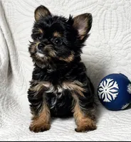Tilly , a female Yorkshire Terrier and Chorkie for sale in Terrell, TX – 4 of 4