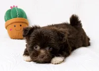 Mocha , a female Pomapoo and Poodle - Toy  for sale in Terrell, TX – 1 of 8