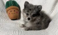 Cody , a male Pomeranian for sale in Terrell, TX – 4 of 8