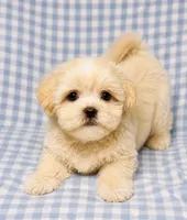 Maddie , a male Shihpoo for sale in Terrell, TX – 2 of 6