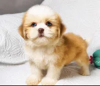 Princess , a female Shih Tzu for sale in Terrell, TX – 3 of 8