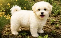 Charlie , a male Maltipoo for sale in Terrell, TX – 4 of 7