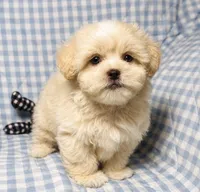 Maddie , a male Shihpoo for sale in Terrell, TX – 3 of 6