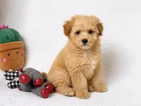 Asher , a male Maltipoo for sale in Terrell, TX – 4 of 4