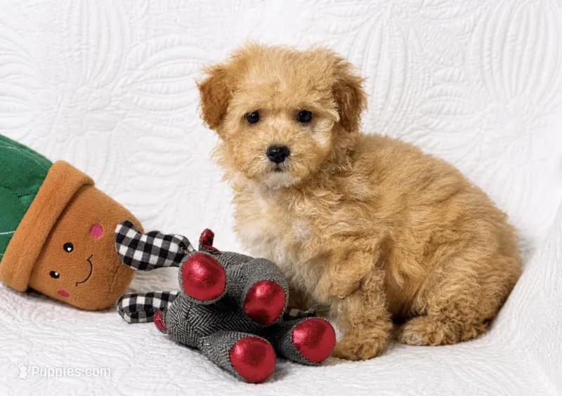 Asher  – Maltipoo puppy for sale in Terrell, TX