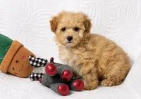 Asher , a male Maltipoo for sale in Terrell, TX – 1 of 4