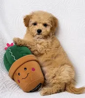 Asher , a male Maltipoo for sale in Terrell, TX – 3 of 4