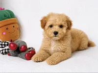 Asher , a male Maltipoo for sale in Terrell, TX – 2 of 4