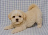 Maddie , a male Shihpoo for sale in Terrell, TX – 4 of 6