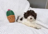 Jack, a male Cockapoo for sale in Terrell, TX – 4 of 8