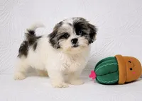 Blue, a male Shihpoo for sale in Terrell, TX – 3 of 8