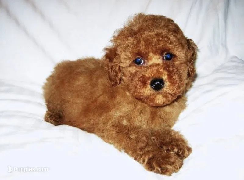 Redford  – Cockapoo puppy for sale in Terrell, TX