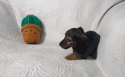 Dolly , a female Miniature Dachshund for sale in Terrell, TX – 7 of 7