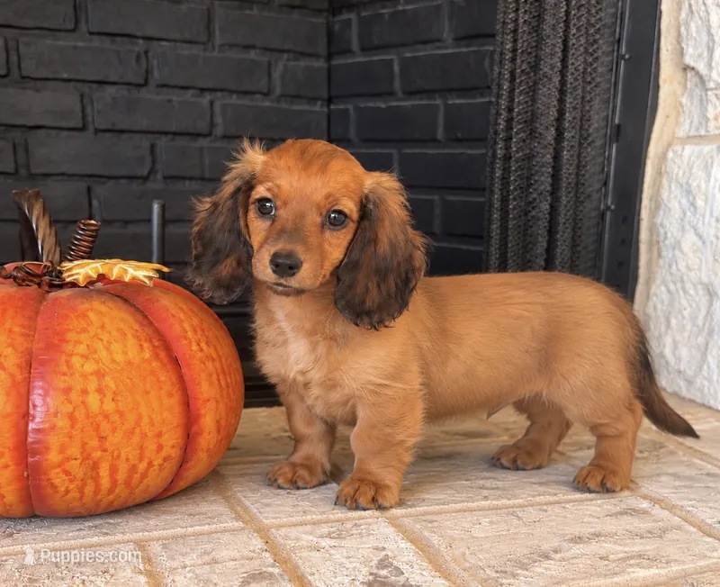 Liam – Miniature Dachshund puppy for sale in Terrell, TX