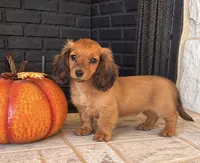 Liam, a male Miniature Dachshund for sale in Terrell, TX – 1 of 10