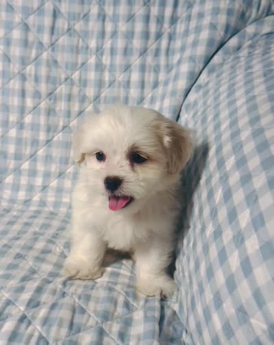 Tyson , a male Shihpoo for sale in Terrell, TX – 8 of 8