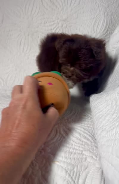 Mocha , a female Pomapoo and Poodle - Toy  for sale in Terrell, TX – 8 of 8