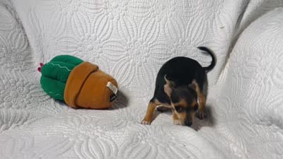 Pixie, a female Chihuahua for sale in Terrell, TX – 8 of 9