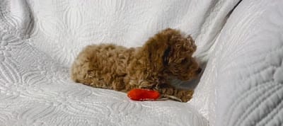 Duncan , a male Cockapoo for sale in Terrell, TX – 6 of 6