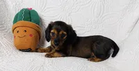 Dolly , a female Miniature Dachshund for sale in Terrell, TX – 5 of 7